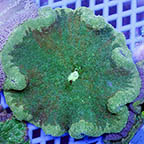 Pizza Anemone  (click for more detail)