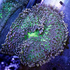 Sebae Anemone (click for more detail)