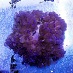 Sebae Anemone (click for more detail)