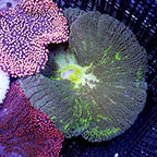 Haddon's Carpet Anemone, Green (click for more detail)