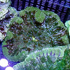 Pizza Anemone  (click for more detail)