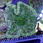 Pizza Anemone  (click for more detail)