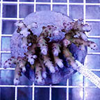 Acropora Coral Indonesia (click for more detail)