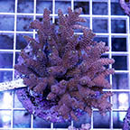 Acropora Coral Indonesia (click for more detail)