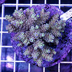 Acropora Coral Indonesia (click for more detail)