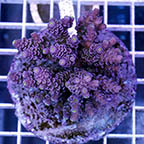 Acropora Coral Indonesia (click for more detail)