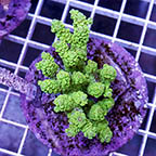 Acropora Coral Indonesia (click for more detail)
