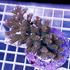Acropora Coral Indonesia (click for more detail)