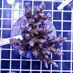 Acropora Coral Indonesia (click for more detail)