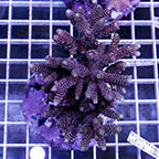 Acropora Coral Indonesia (click for more detail)