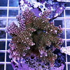 Acropora Coral Indonesia (click for more detail)