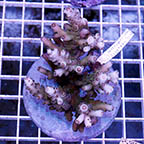 Acropora Coral Indonesia (click for more detail)