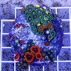 Zoanthus Coral Indonesia (click for more detail)