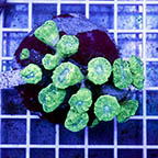 Candy Cane Coral Indonesia (click for more detail)