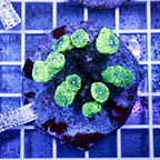 Candy Cane Coral (click for more detail)