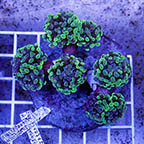 Branching Hammer Coral Indonesia (click for more detail)