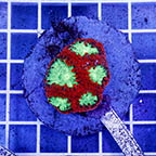 Blastomussa Coral Indonesia (click for more detail)