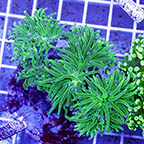 Torch Coral Indonesia (click for more detail)