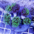 Branching Hammer Coral Indonesia (click for more detail)