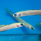 Zebra Barred Dartfish, 3.25 Trio (click for more detail)