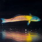 Paddlefin Wrasse, 5 (click for more detail)