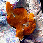 Red Anglerfish, 2.25 (click for more detail)