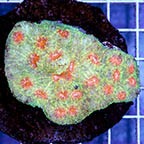 Chalice Coral Indonesia (click for more detail)