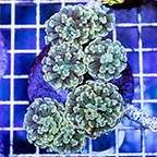 Hammer x Frogspawn Hybrid Coral Indonesia (click for more detail)
