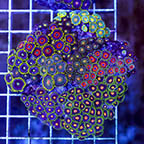 Zoanthus Coral Combo Rock (click for more detail)