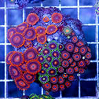 Zoanthus Coral Combo Rock (click for more detail)