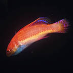 Blue Throat Fairy Wrasse, 2.75 (click for more detail)