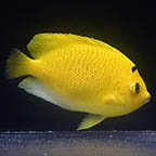 Flagfin Angelfish, 3.25 (click for more detail)