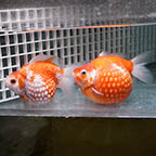 Crown Pearlscale Goldfish Pair, 4.5 (click for more detail)
