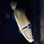 Red Sea Assasi Triggerfish, 6.5 (click for more detail)