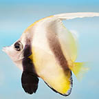 Red Sea Bannerfish, 2.75 (click for more detail)