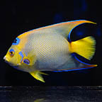 Queen Angelfish, 6.5 (click for more detail)