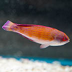 Eight Line Flasher Wrasse, 3