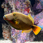 Undulated Triggerfish (click for more detail)