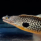 West African Dragon Moray Eel (click for more detail)