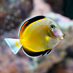 Powder Brown Tang (click for more detail)