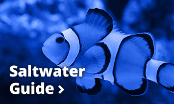 Saltwater Guide