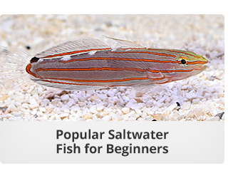 Saltwater Fish for Beginners
