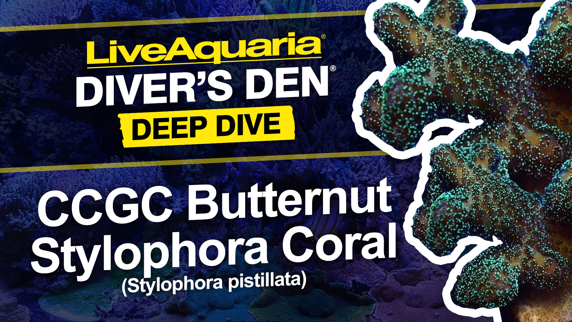 Butternut Stylophora Coral