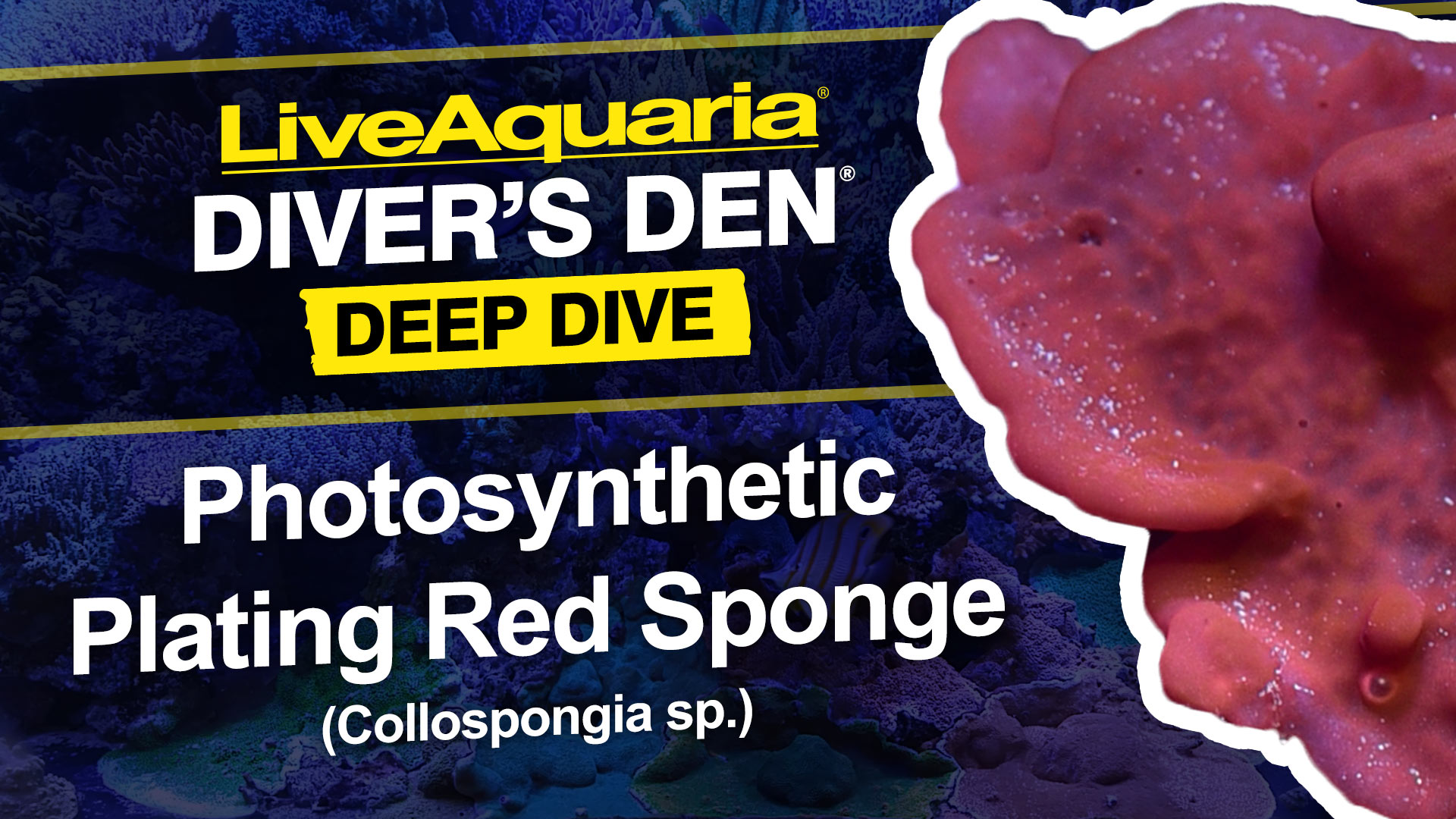 Photosynthetic Plating Red Sponge