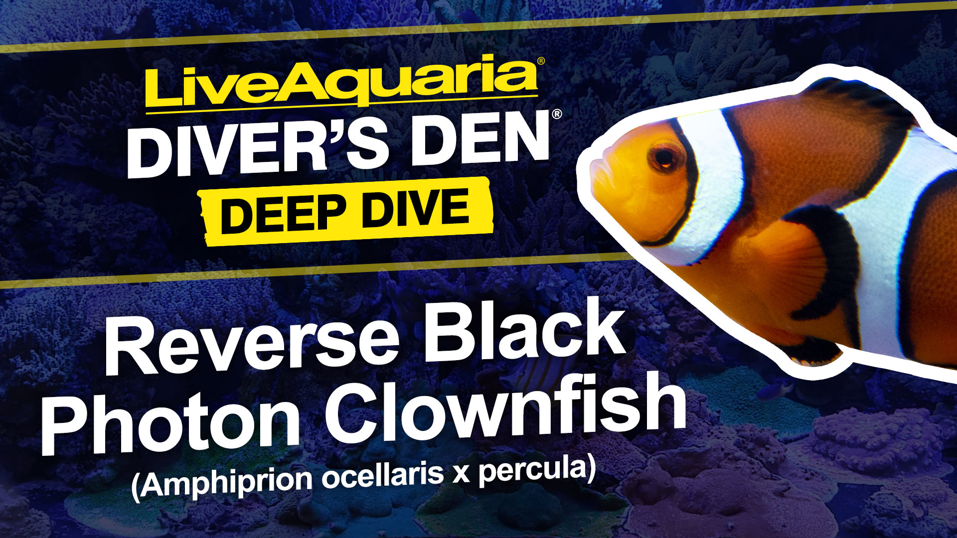 Captive-Bred Sanjay Reverse Black Photon Clownfish