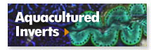 Aquacultured Inverts