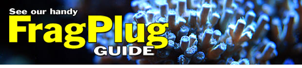 Aquacultured Corals at LiveAquaria.com: See Our Frag Plug Guide