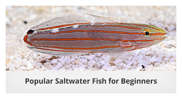 Popular Saltwater Fish