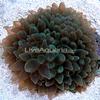 Green Bubble Tip Anemone x1