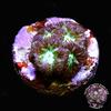 Blastomussa Merletti Coral